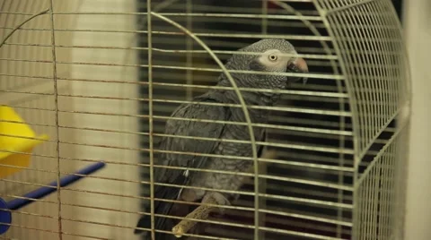 African parrot in a cage Stock Footage 64896713