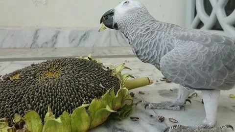 African Parrot Video stock 166338443