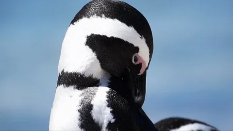 African Penguin 2 Stock Footage 87490718
