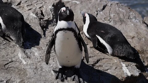 African Penguin 3 Video stock 87528278