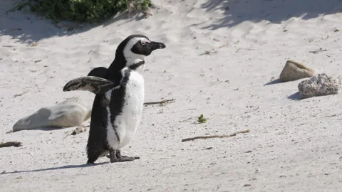 African penguin basks in sun on sandy beach - stretches and flaps flippers Stock Footage 252195756