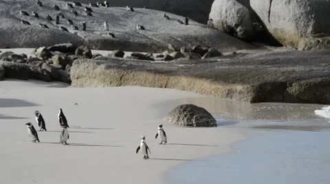African Penguin on beach 스톡 동영상 43055201