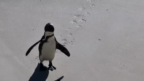 An African Penguin On The Beach Stock Footage 171469161