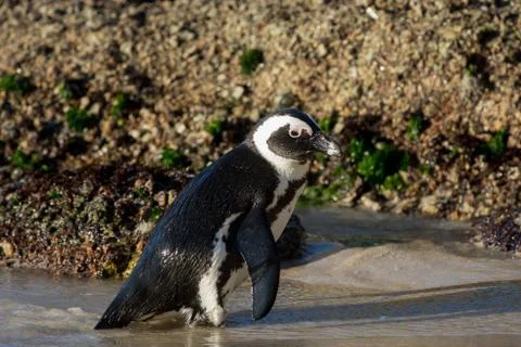 African penguin on the beach 스톡 사진