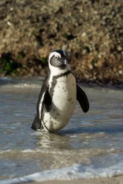 African penguin on the beach Stock-Fotos