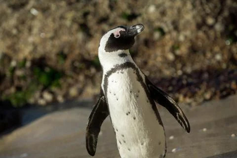 African penguin on the beach Stock-Fotos