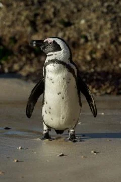 African penguin on the beach 스톡 사진