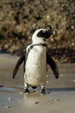 African penguin on the beach 스톡 사진