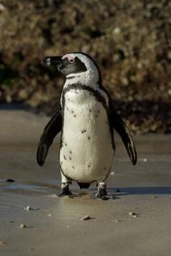 African penguin on the beach Stock-Fotos