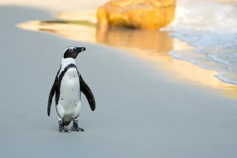 African penguin on the beach 스톡 사진