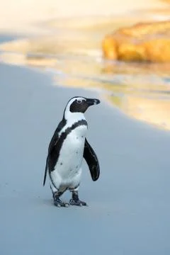 African penguin on the beach 스톡 사진