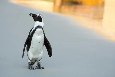 African penguin on the beach 库存照片