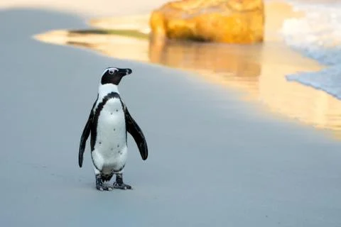 African penguin on the beach Fotos de archivo