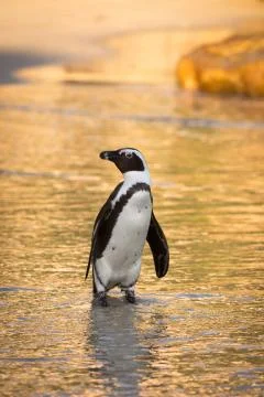 African penguin on the beach Fotos de archivo