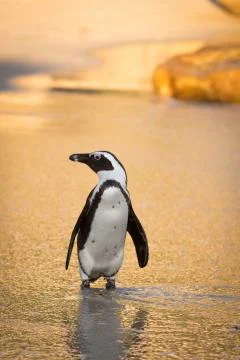 African penguin on the beach 스톡 사진