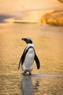 African penguin on the beach Fotos de archivo
