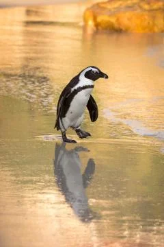 African penguin on the beach Stock-Fotos