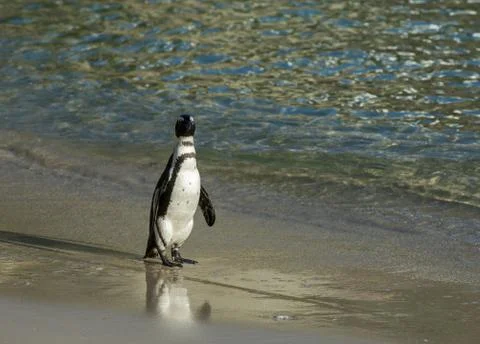 African penguin on the beach 스톡 사진