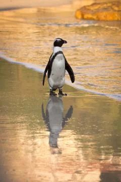 African penguin on the beach Stock-Fotos