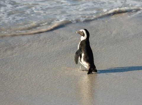 African penguin on the beach Stock-Fotos