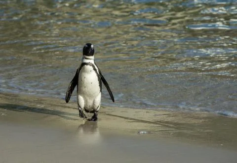 African penguin on the beach 스톡 사진