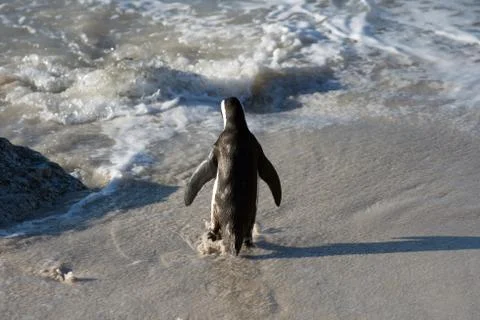 African penguin on the beach Stock-Fotos