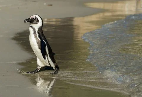 African penguin on the beach Stock-Fotos