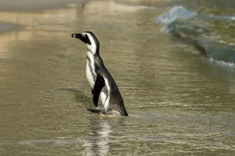 African penguin on the beach Stock-Fotos