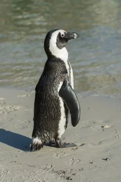 African penguin on the beach 스톡 사진