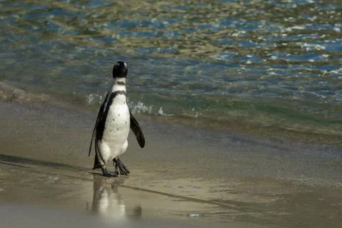 African penguin on the beach Stock-Fotos