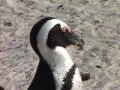 African Penguin at Boulders ECU, Cape Town SD Footage