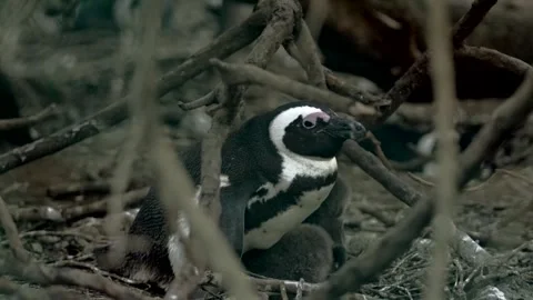African penguin brooding two chicks at sunrise, Boulders Beach, South Africa Stock Footage 340576807