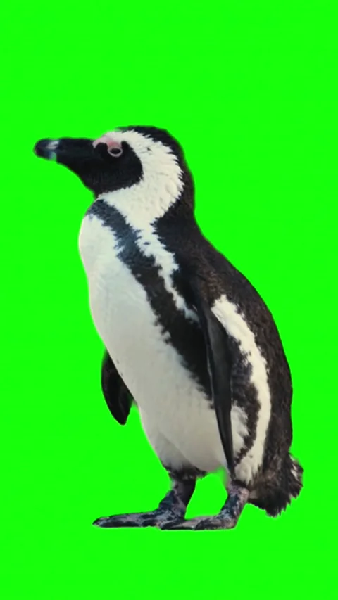 African penguin cleaning its feathers on a green screen background Stock Footage 337746734