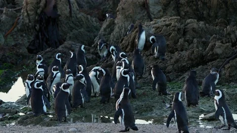African Penguin Colony Stock Footage 200124589