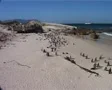 African Penguin Colony Wide Shot, Cape Town SD Footage