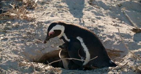 African penguin feeding chick on sandy beach during nesting season in daylight Stock Footage 313628125