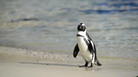 African Penguin 스톡 동영상 43053756