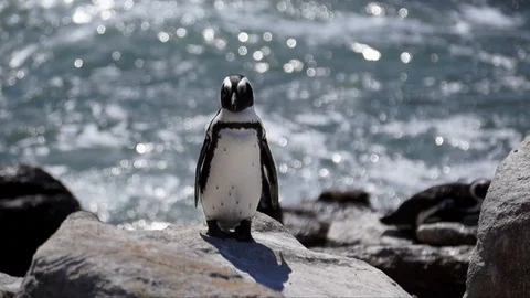 African Penguin Stock Footage 87277232