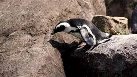 African Penguin Stock Footage 163221365