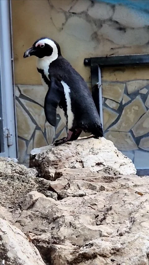 An African penguin Stock Footage 317691176