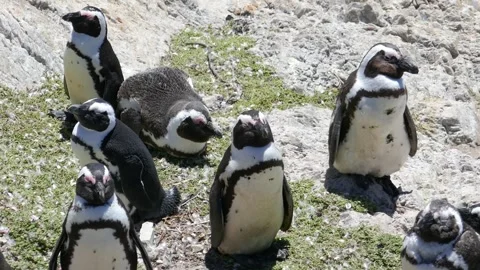 African Penguin Stock Footage 323384814