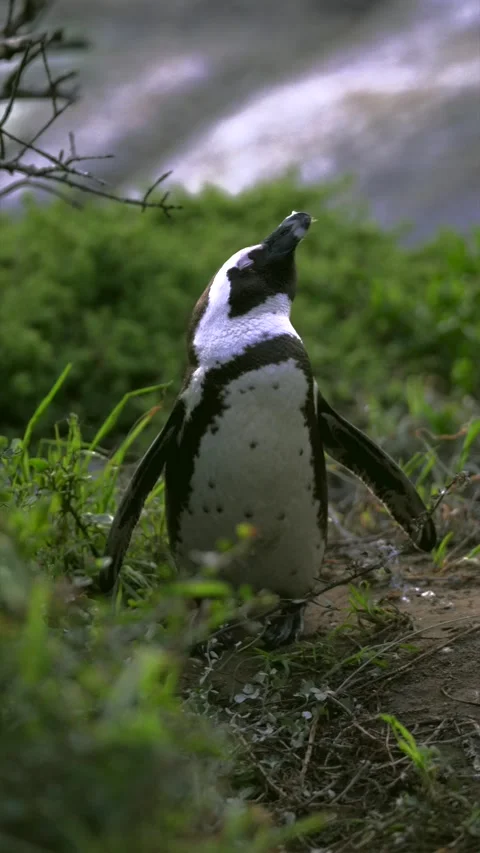 African penguin looking upward while resting at Boulders Beach, South Afric.. Stock Footage 340649230