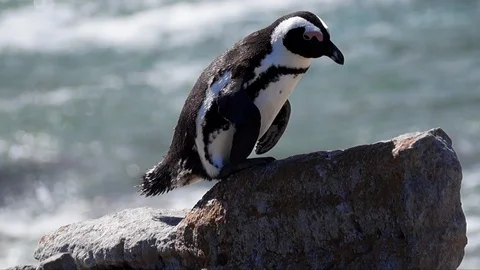 African Penguin lying down on a rock Stock Footage 87348965