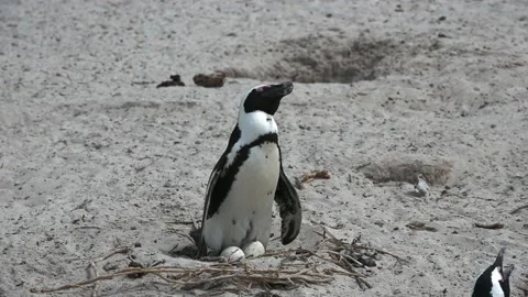 African penguin at nesting site guarding the eggs Vídeo Stock 166411834