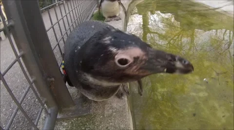 bird pecking camera