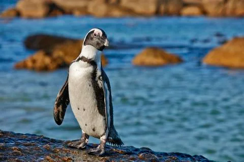African Penguin Stock Photos