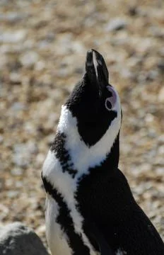 African Penguin Stock Photos