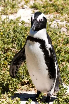 African Penguin Stock Photos