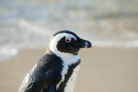 African penguin portrait Stock-Fotos