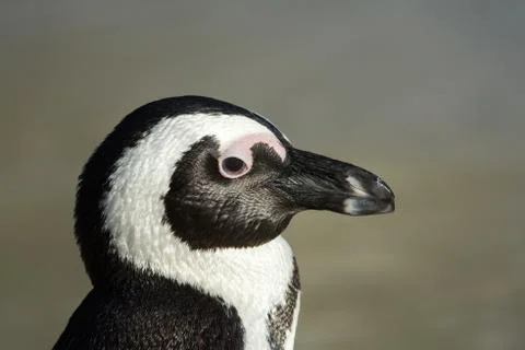 African penguin portrait Fotos de archivo